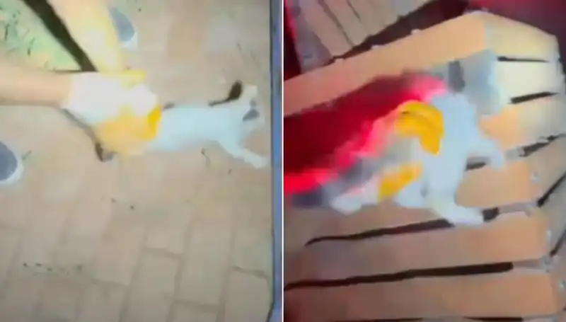 Gece Yarısı İtfaiye Ekipleri Kayıp Kediyi Kurtarma Operasyonuna Girişti