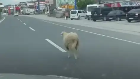 Yalova'da Kaçan Kurbanlıklar Trafiği Karıştırdı: O Anlar Kamerada!