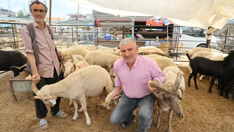 Kurban Pazarı Şenlendi: Dört Boynuzlu Koçların İlginç Yükselişi