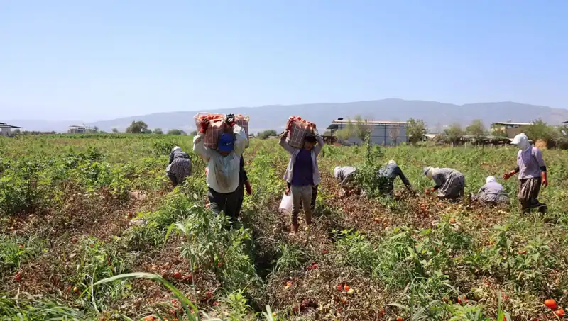 Çöl Sıcaklarında Ekmek Mücadelesi: Saatte Sadece 250 TL Kazanıyorlar