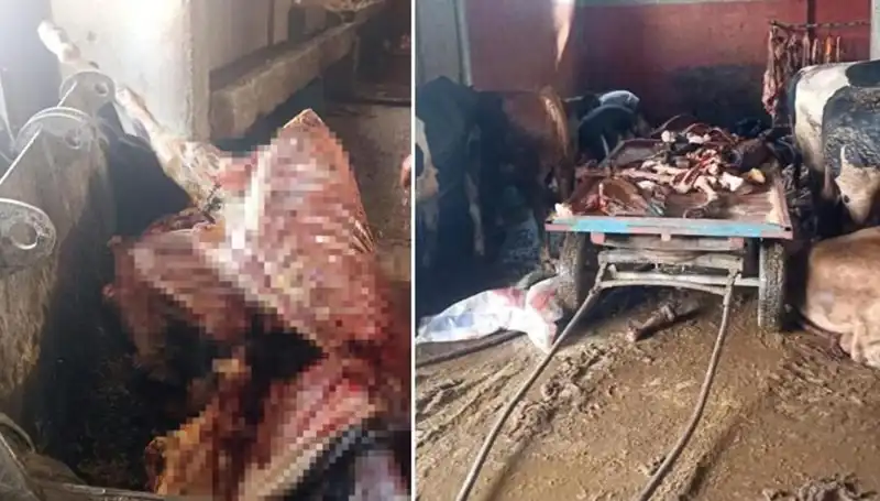 Adana'da 2,5 Ton At Eti Ele Geçirildi: 4 At Hayata Döndü