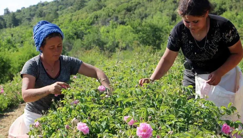 Zirai Donun Tarım Üzerindeki Yıkıcı Etkisi: Gül Üretimi Nasıl Etkilendi?