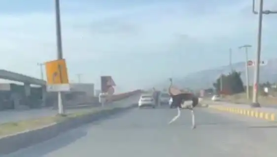 Trafikte Deve Kuşu: Sürücüler Ne Yapacağını Bilemiyor!