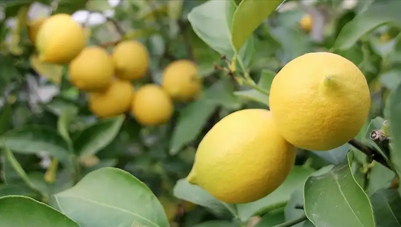 Limonun Fiyatı Sıfır Rekoru Kırdı: Artık Üç Çeyrekten Fazla!