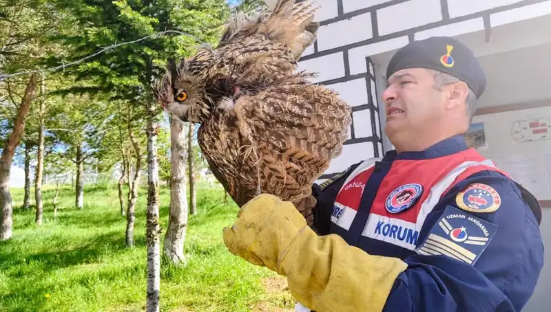 Dikenli Tellere Takılan Puhu Kuşu, Hayatı İçin Tedavi Altına Alındı