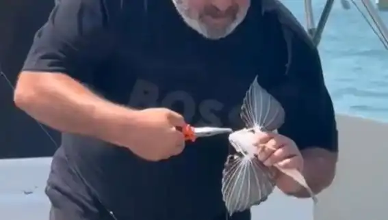 Saros Koyu'nda Nadir Görülen Kırlangıç Balığı Oltaya Takıldı, Balıkçıları Sevindirdi!