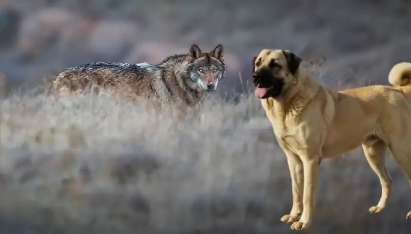 Kangal Köpeğine Olan İlgi, Kurt Popülasyonundaki Artışla Nasıl Büyüdü?