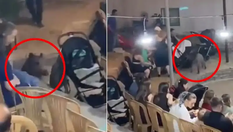 Düğün Töreninde Yaban Domuzu Saldırısı: Konuklar Panik İçinde Kaçtı!