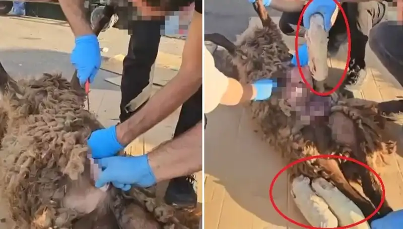 Zehir Tacirlerinin Şok Edici Oyunu: Ölü Koyunun Karnından Çıkanlar Ne Anlama Geliyor?