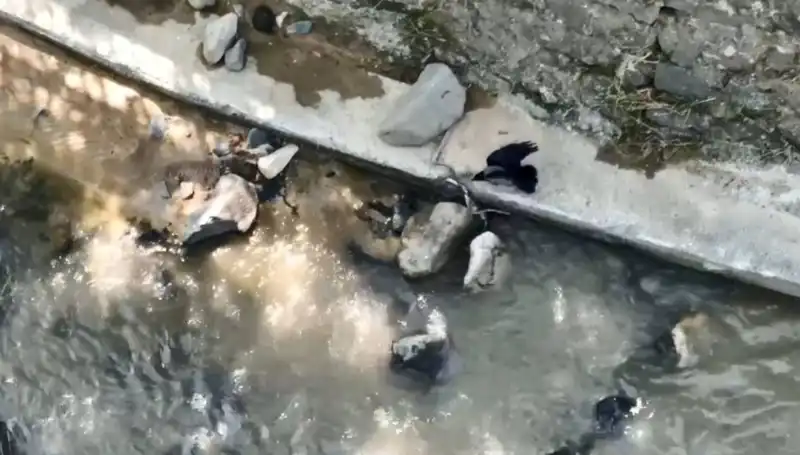 Karga, Yılana Saldırarak Doğanın Dengesini Alt Üst Etti!