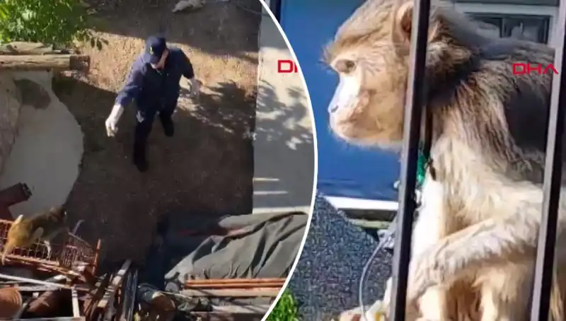 Muğla'da Göz Kamaştıran Maymun Kovalamacasına Tanıklık Edin!