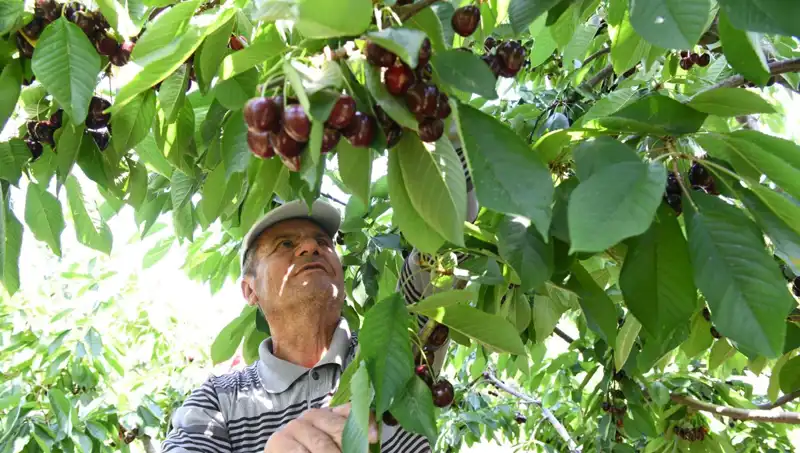 Lapseki'nin Devleri: Çay Bardağını Aşan Zeytinler