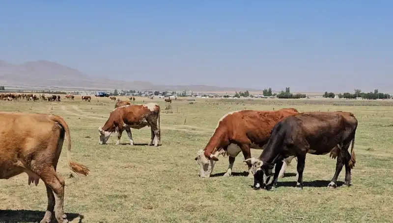 Arin Gölü’nün Kuruması: Bölgede Su Krizi Tehlikesi Yaklaşıyor