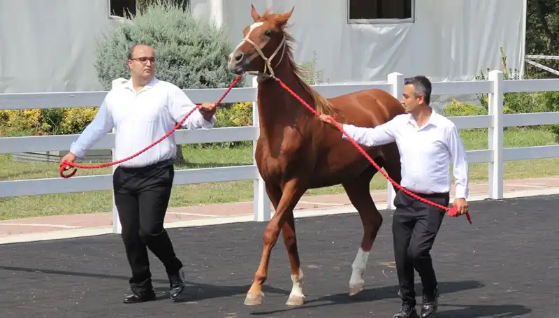 Gökyüzünde Yeni Bir Rekor: Taşkın Kral Gösterisi İzleyicileri Büyüledi