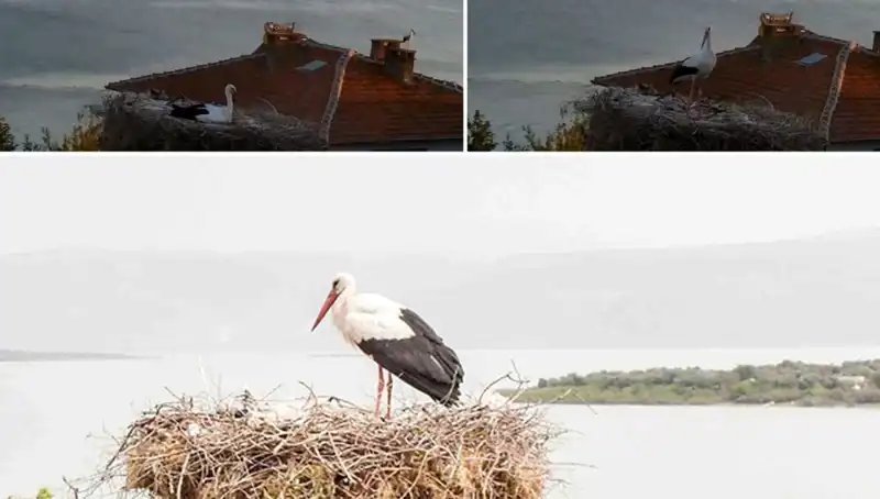 Leylek Yaren'in Depremi Önceden Hissetmesi, Doğa ve Sezgi Arasındaki İlişkiyi Gözler Önüne Seriyor