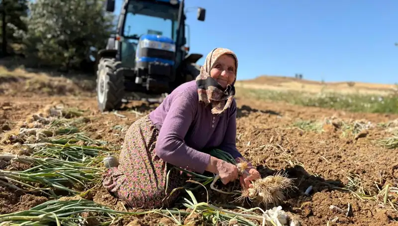 Selenyum Zengini Bu Ürün, Çiftçiyi Zengin Ediyor: Tarladan 1200 Liraya