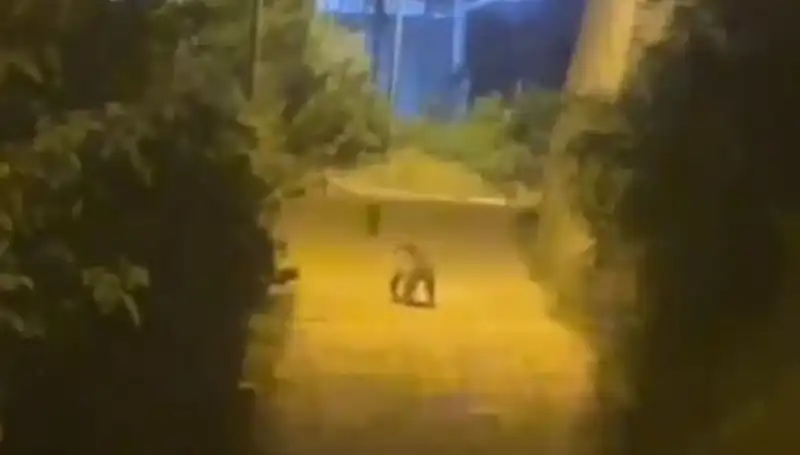 Gümüşhane Şehir Merkezinde Ayı Görüldü: Vatandaşlar Şaşkın