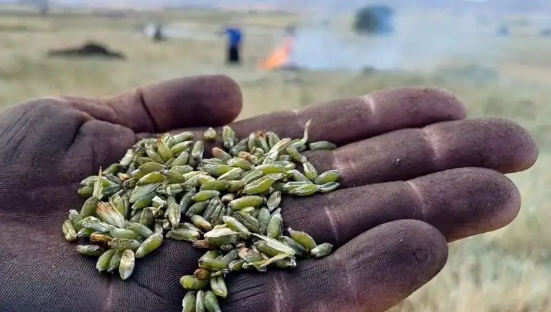 Firik Sezonu Başladı: doyumsuz lezzetiyle sofraları şenlendiriyor!