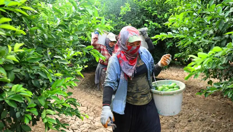 Marketlerde Patates Fiyatları Yükseldi: Yeni Hasat Umut Vadediyor